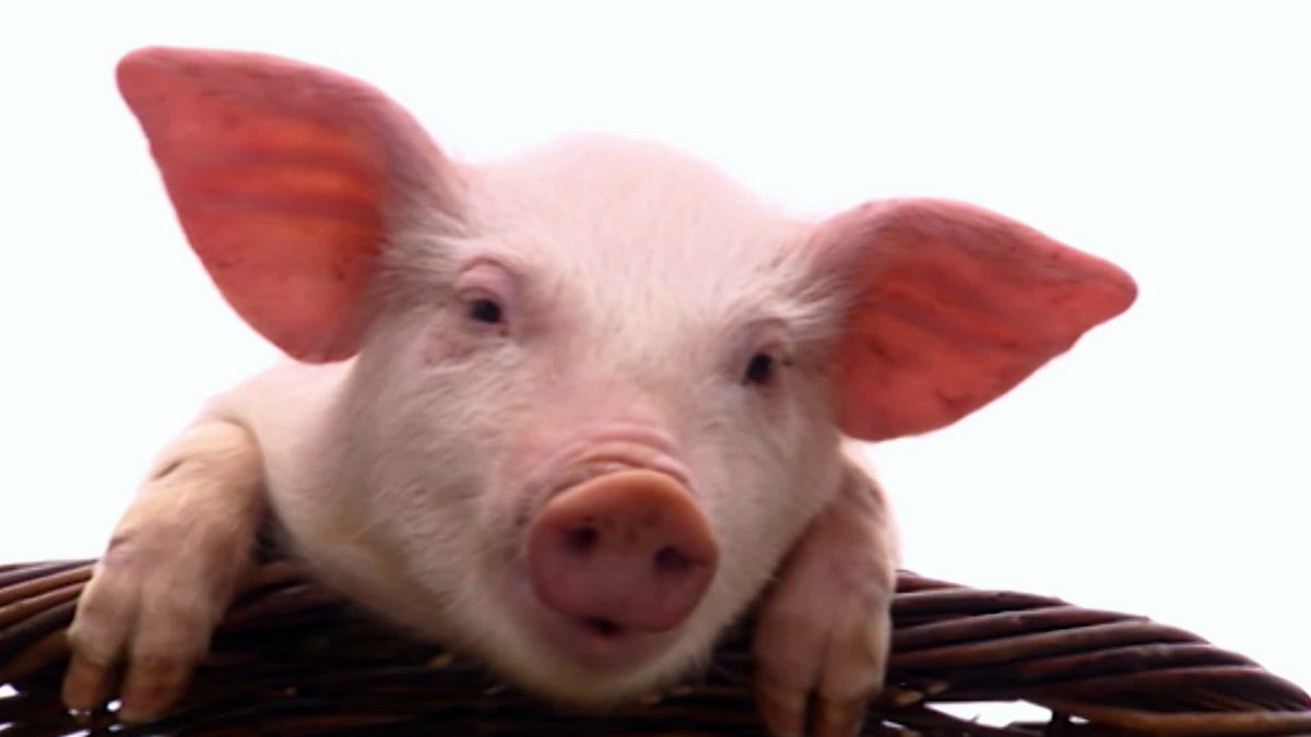 BBC ALBA Treubh an Tuathanais (Big Barn Farm), Series 2, Uircean air