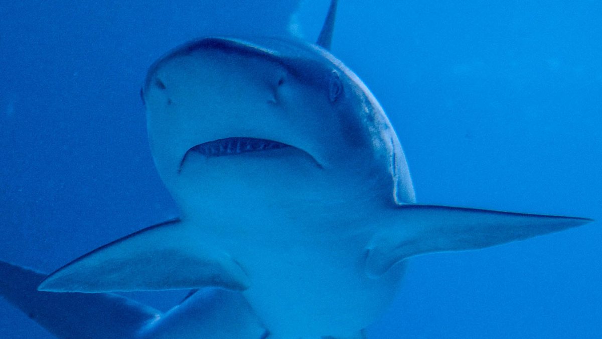 BBC Radio Learning English Vocabulary, Linking words