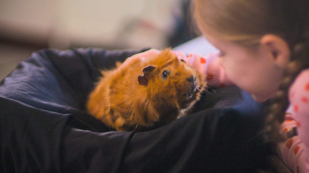 Olga da Polga - Series 1: 12. A Model Guinea Pig - BBC iPlayer