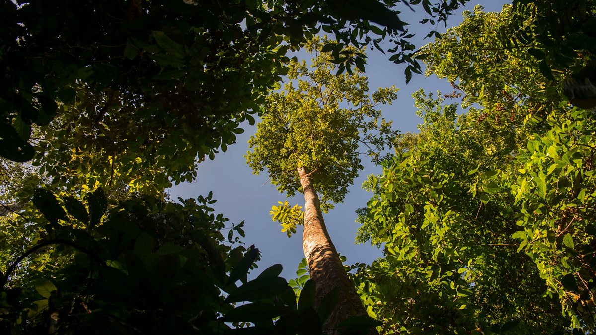 BBC World Service Newshour, How Costa Rica reversed its deforestation