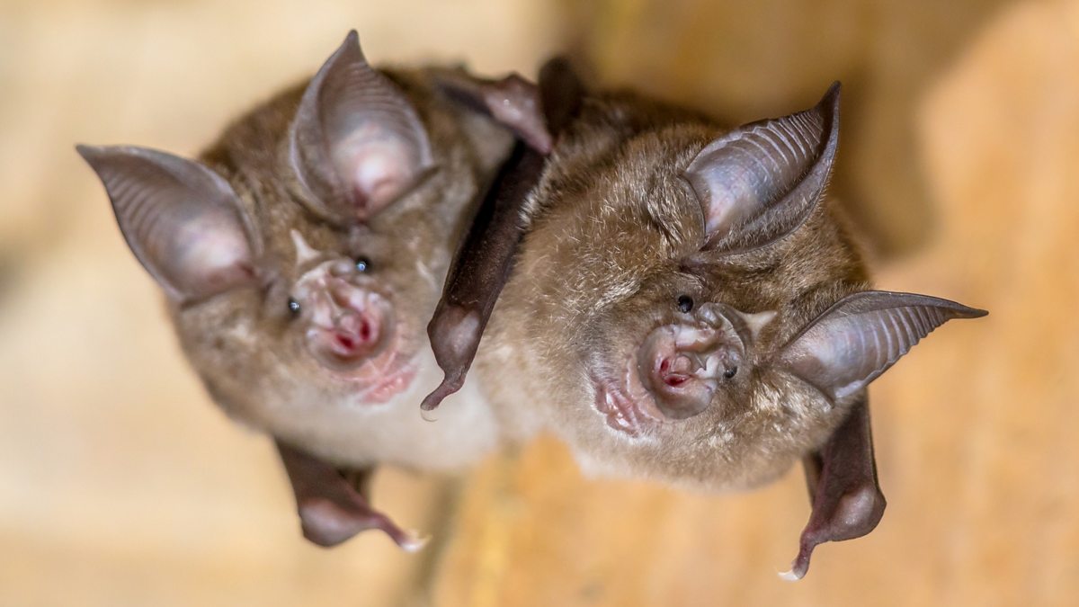 Bbc World Service Science In Action How Viral Sex In Bats Can Create New Hybrid Sars Viruses 3991