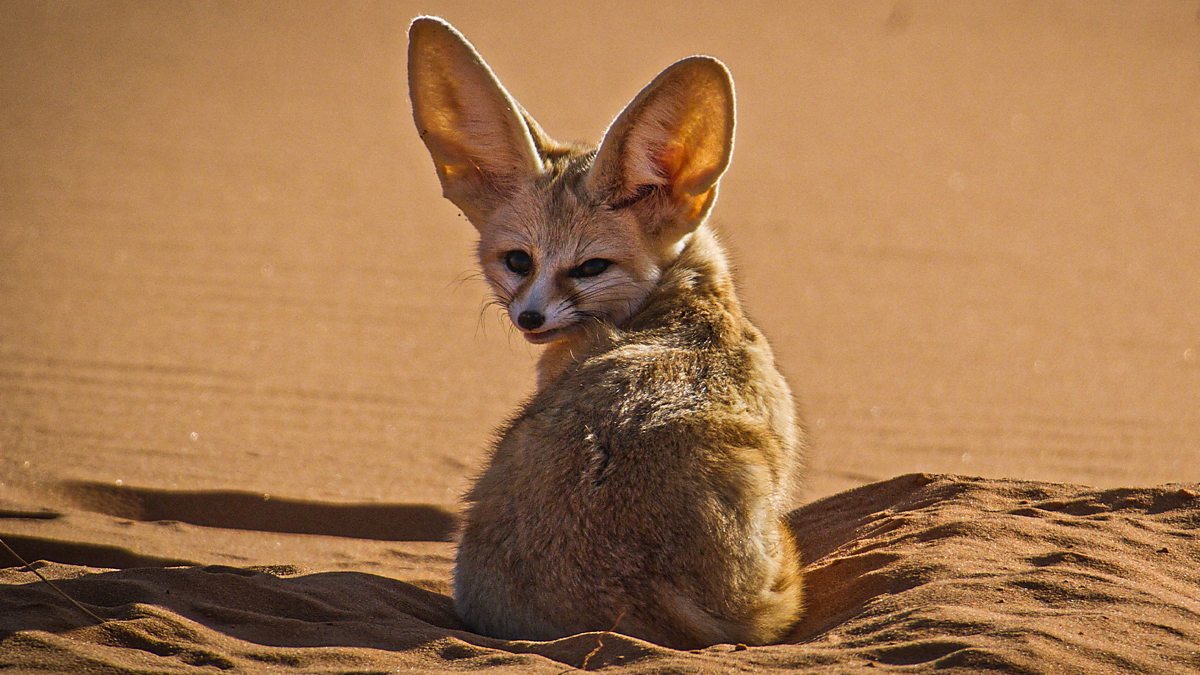 BBC One - Dogs in the Wild: Meet the Family, Series 1