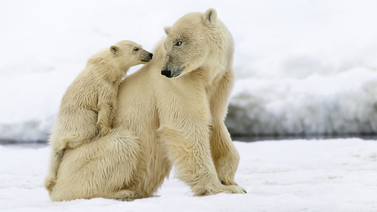 BBC One - Snow Babies