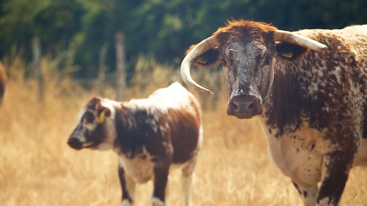 BBC One The Farmers' Country Showdown, Series 7, Lavenham Farmers' Market