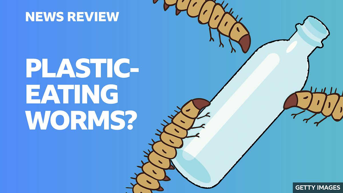 BBC BBC News Review Plastic eating worm