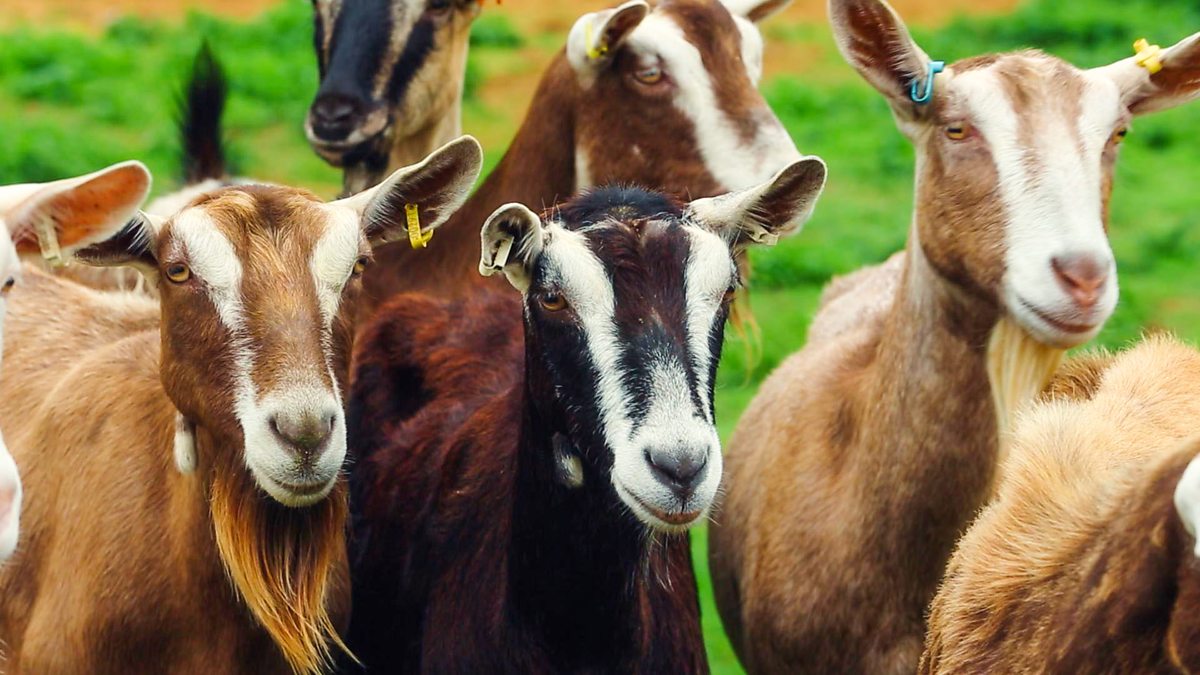 BBC One The Farmers' Country Showdown, Series 7, Ripley Farmers' Market
