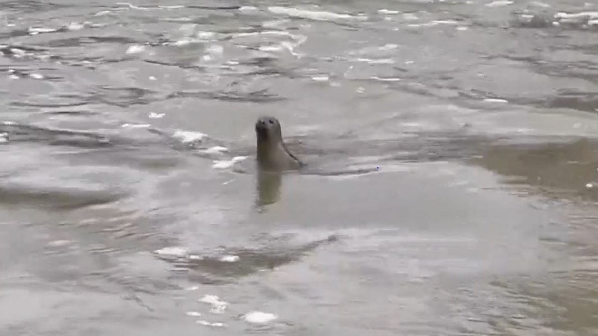 BBC Radio Cambridgeshire Dotty McLeod, 11/01/2023, A seal has been