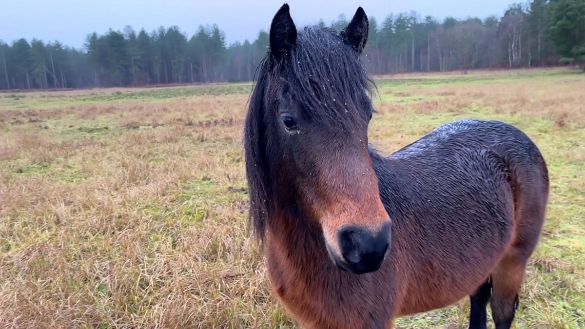BBC One Look East, Evening News, 10/01/2023, New herd of Dartmoor