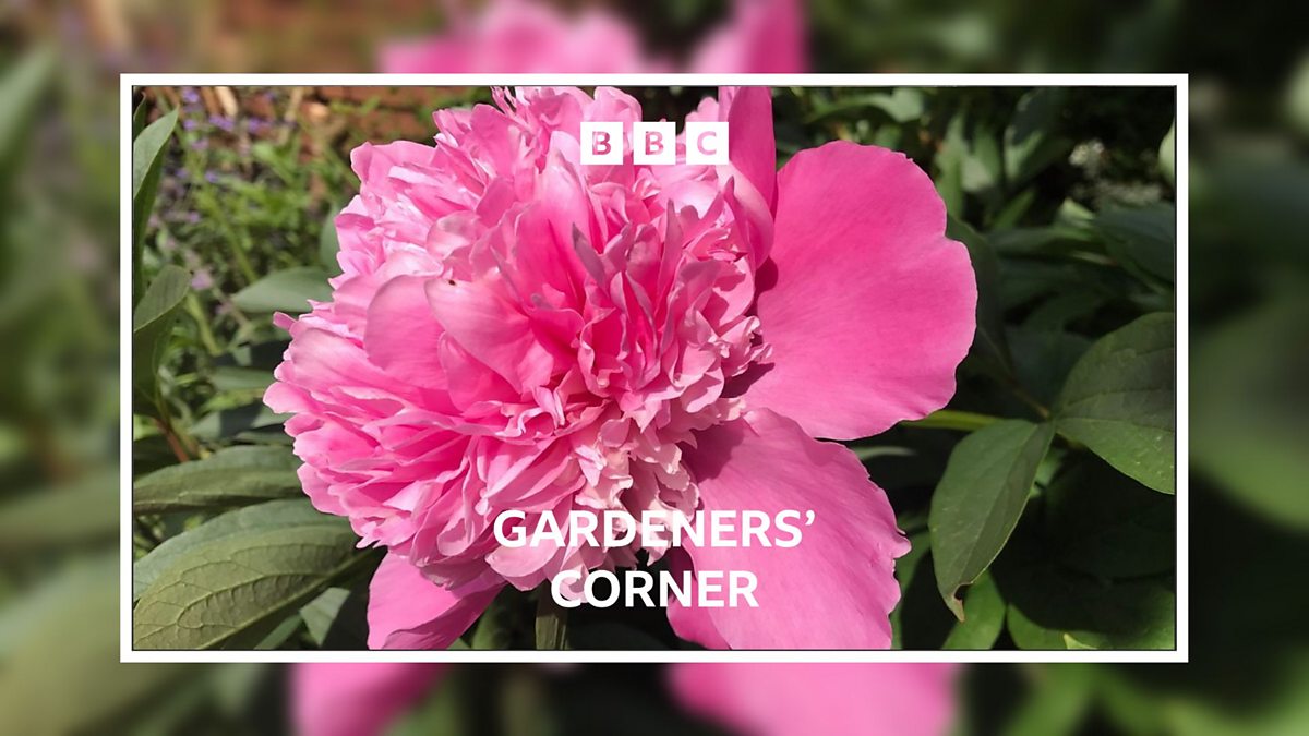 BBC Radio Ulster - Gardeners' Corner, Easy To Grow Peonies, The Right ...