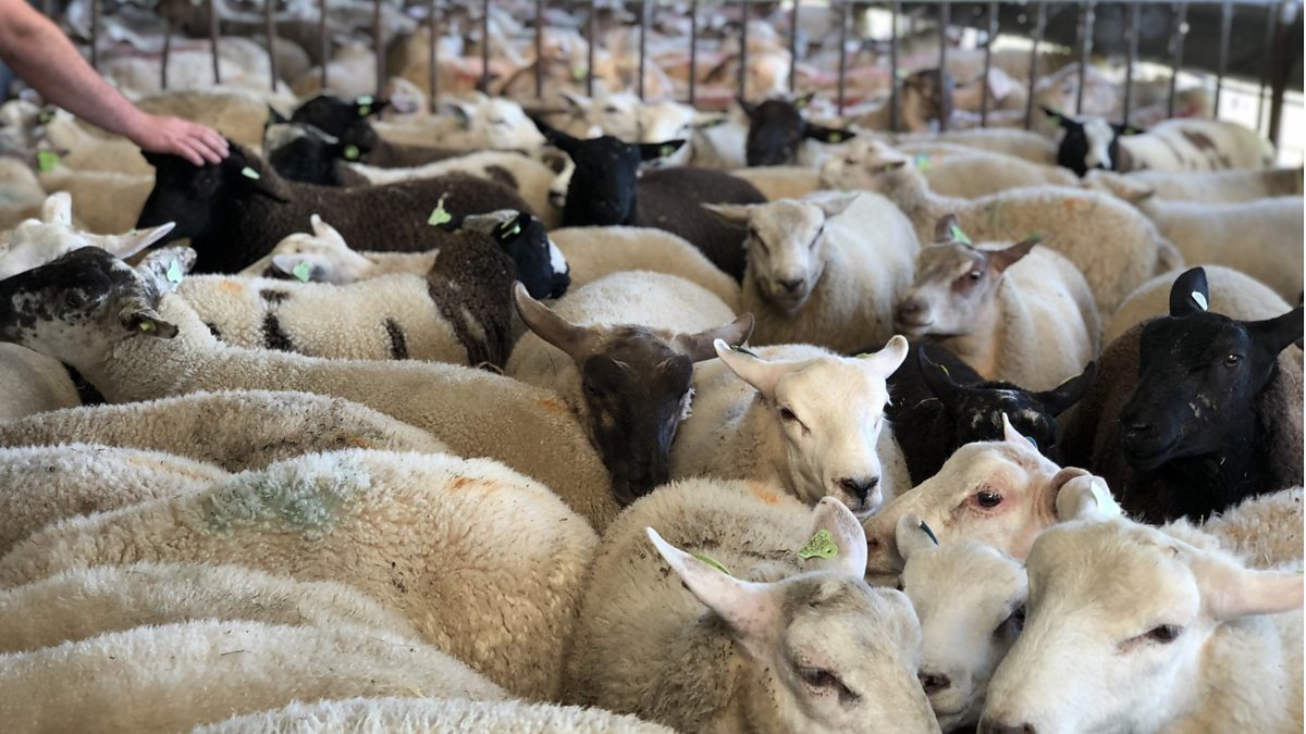 BBC World Service Newsday, Why the Netherlands is limiting its livestock