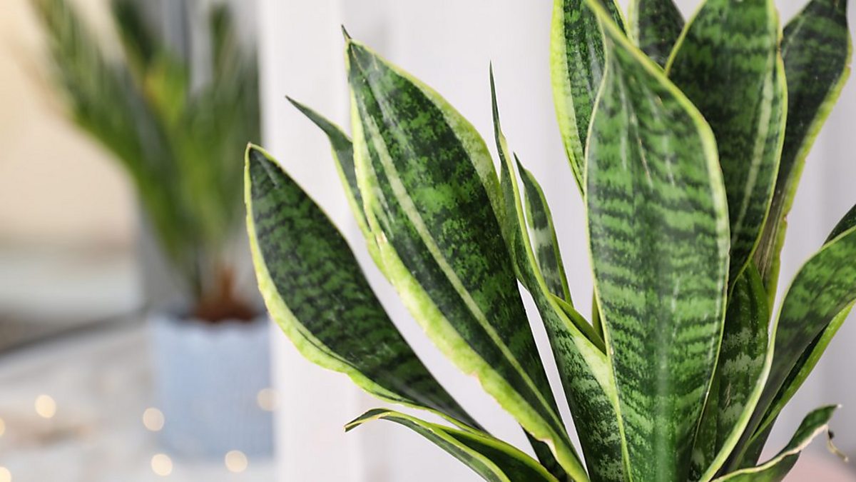 BBC Radio Ulster - Thought for the Day from Radio Ulster, Rev Christina ...