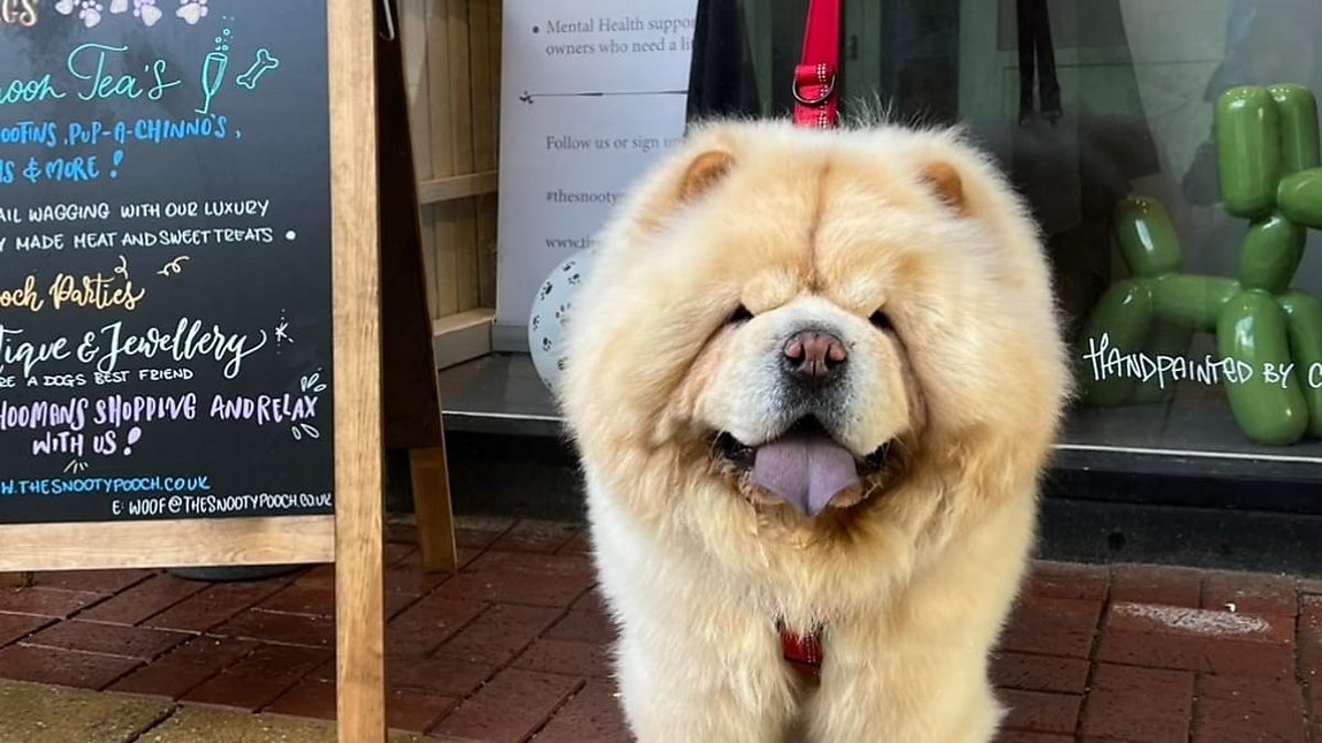 BBC Radio WM Mollie Green on BBC Radio WM, 28/01/2023, "Having a dog