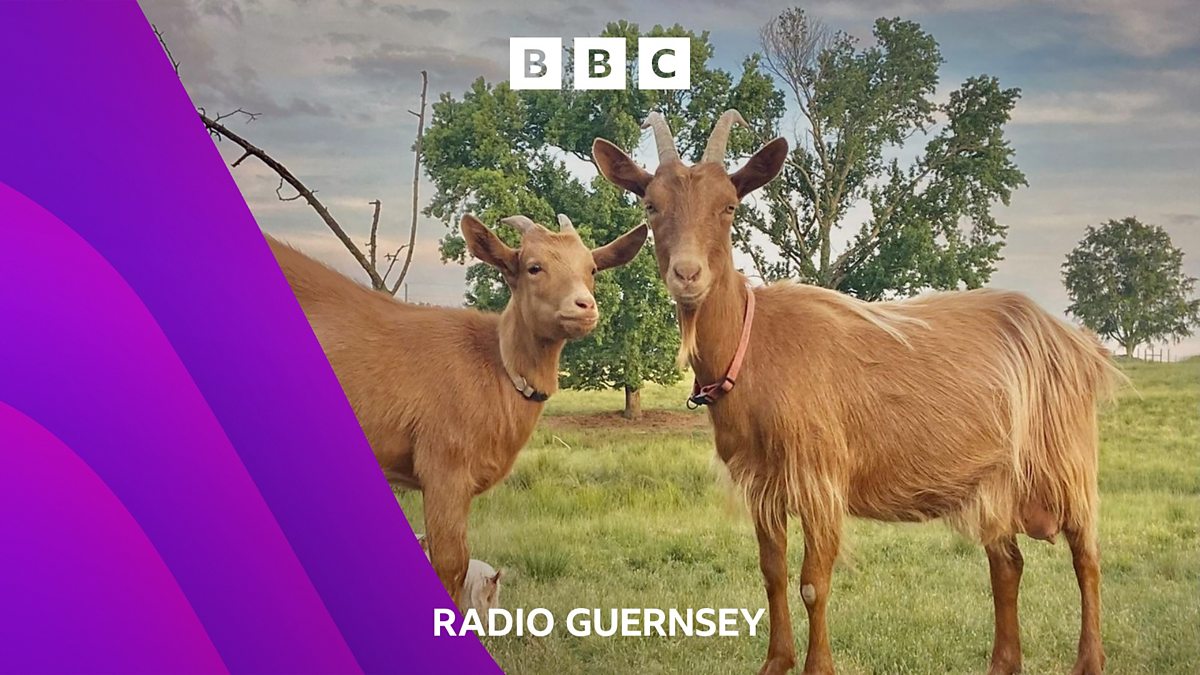 BBC Radio Guernsey - BBC Radio Guernsey, The Golden Guernsey Goats In ...