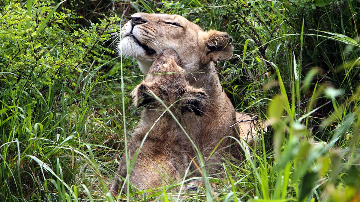 BBC One Earth Live, Specials, A Lion's Tale