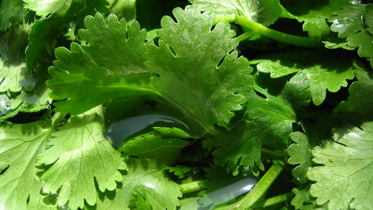 BBC Three Counties Radio The JVS Show, Do you hate coriander?, Do you