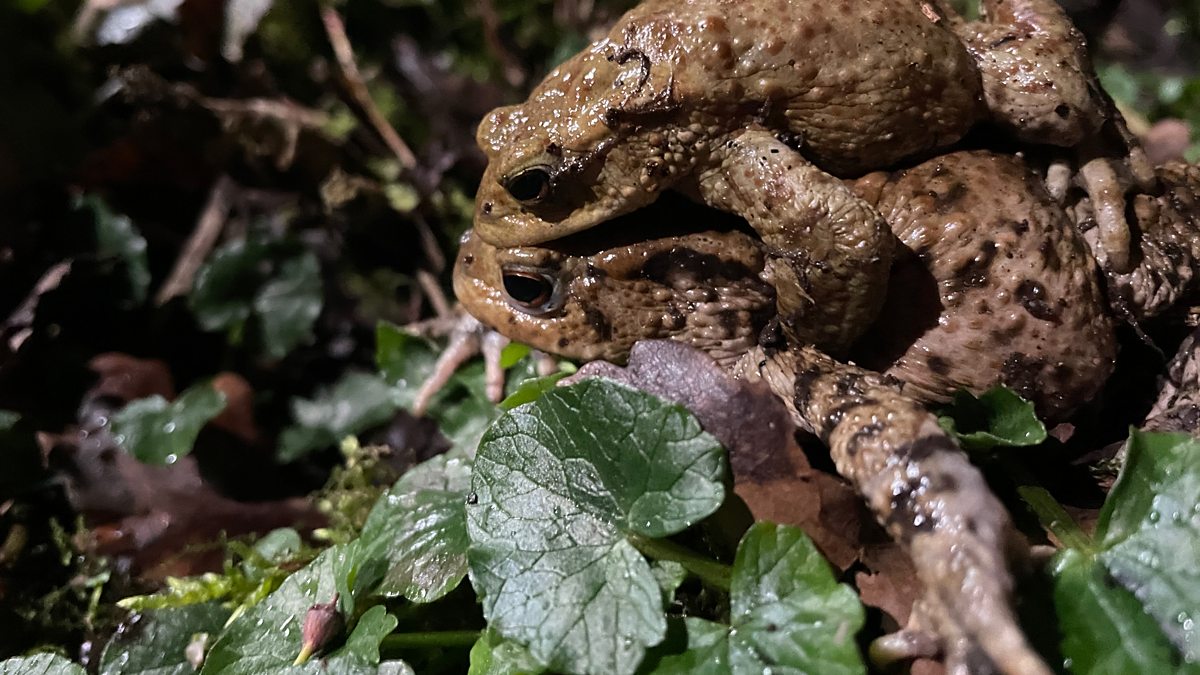 hundreds-of-endangered-natterjack-toadlets-released-into-the-wild-in-kerry