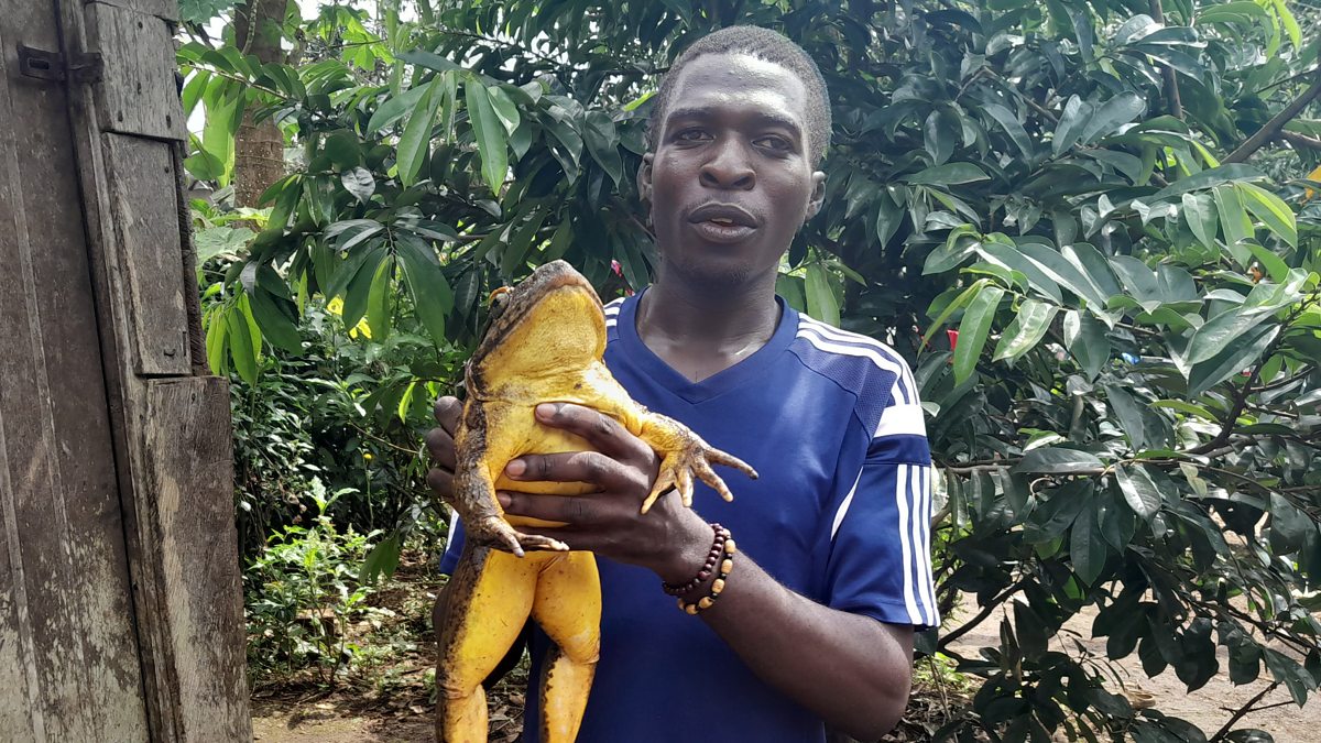 BBC World Service Newshour, Goliath frog The 'humansized frog' that
