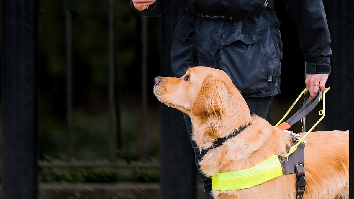 BBC News Britain's Guide Dog Shortage