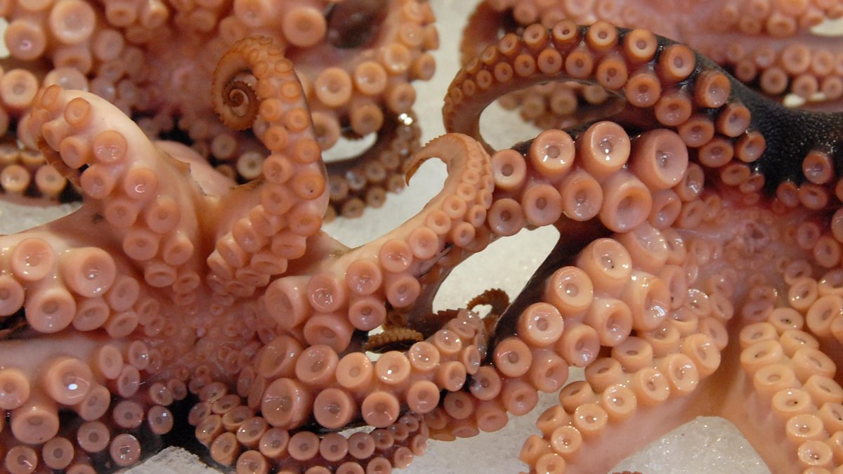 BBC - World's First Octopus Farm - Should It Go Ahead?