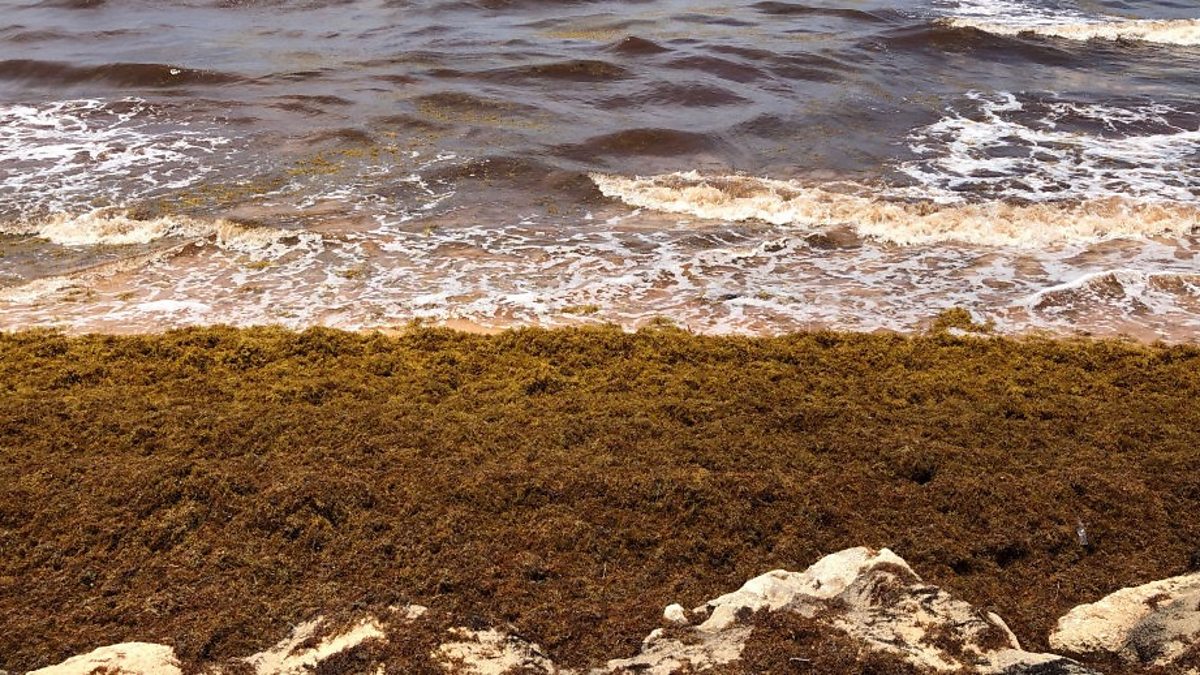 Sargassum On Pensacola Beach Not Part Of Massive Seaweed Blob lupon