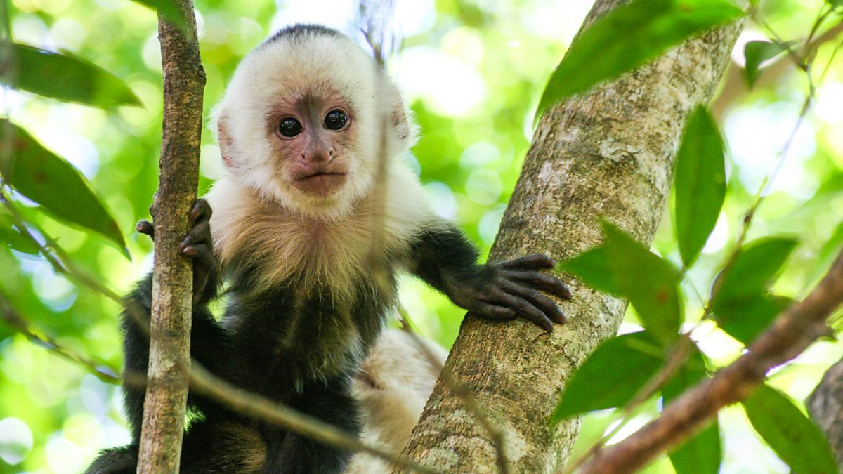 BBC Two - Natural World, 2008-2009, Clever Monkeys