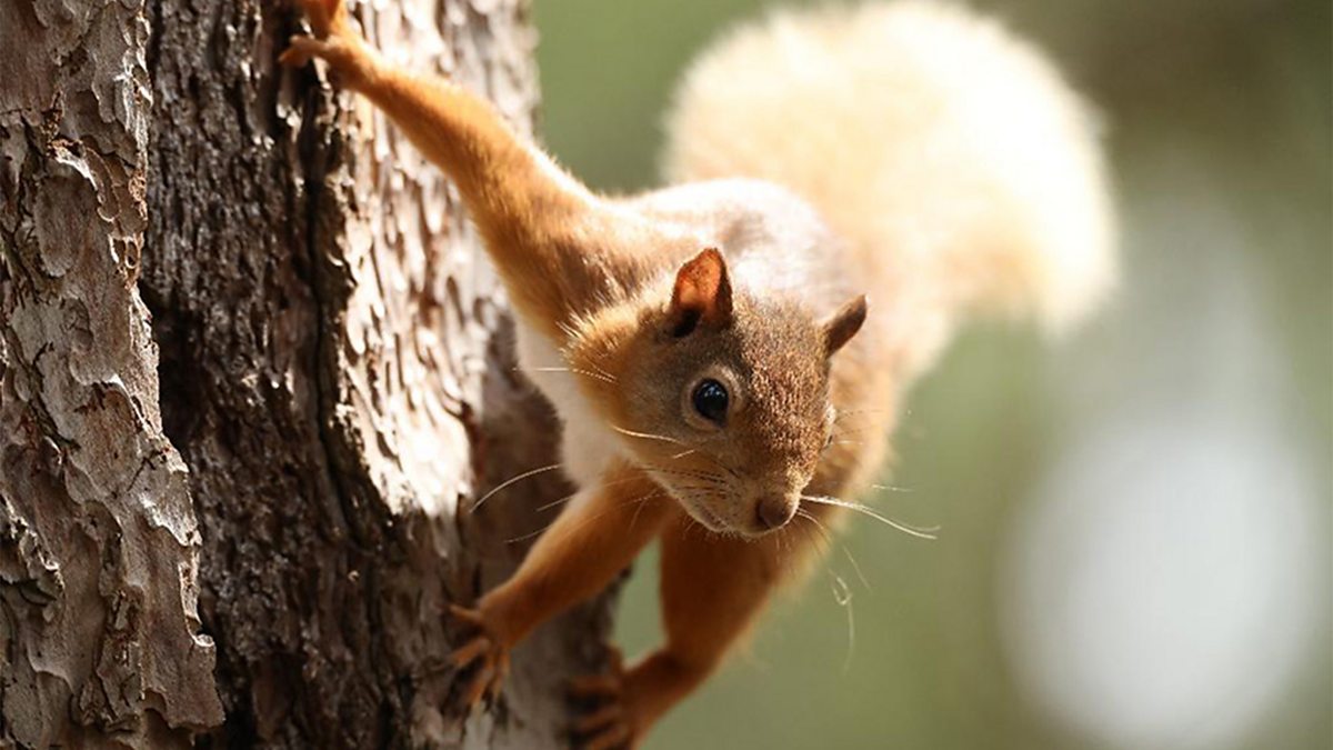 BBC One - Wild Isles - Top tips for turning green (or even grey) spaces ...