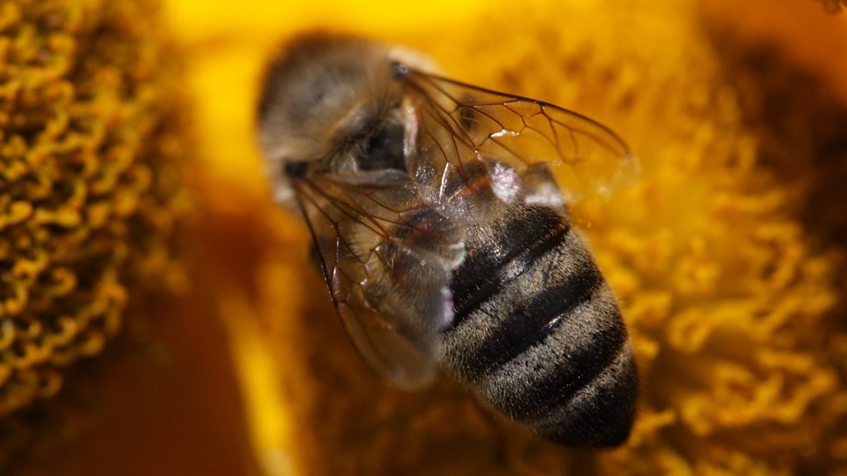 BBC World Service Newshour, How to keep bees warm and alive in the winter