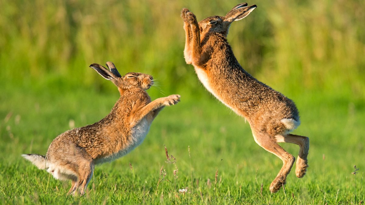 Брачные танцы животных. Заяц в прыжке. Поведение животных. Заяц в движении. Брачные игры животных.