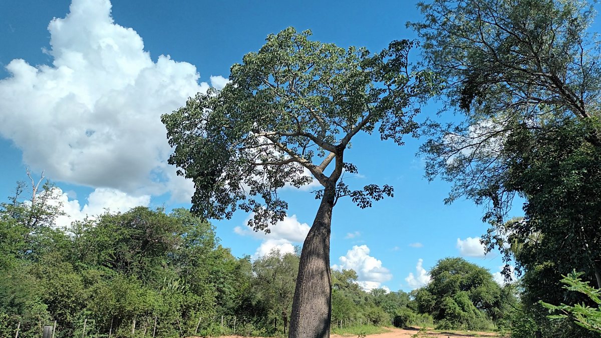 BBC Radio 4 Crossing Continents Gran Chaco Paraguay s