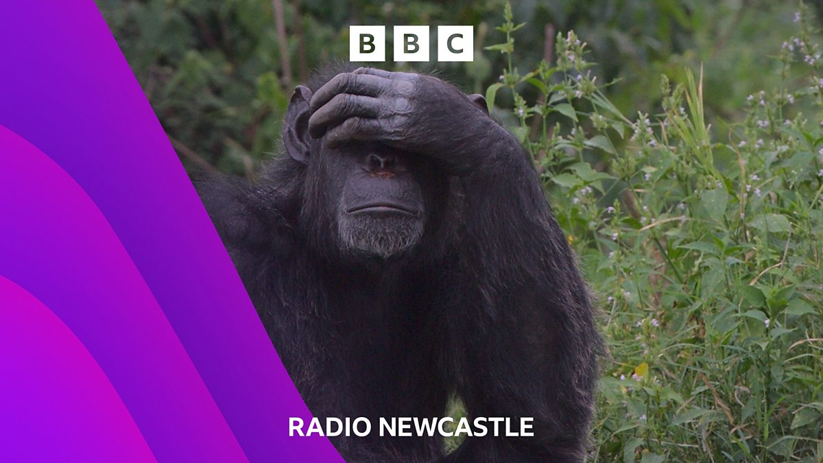 BBC Radio Newcastle - Matt Bailey, 06/06/2023, Durham Uni find Chimps