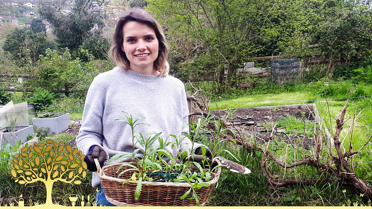 How to Grow Cress  BBC Gardeners World Magazine