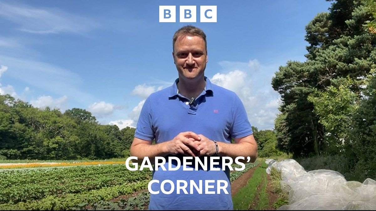 BBC Radio Ulster - Gardeners' Corner, Countless caterpillars, water ...