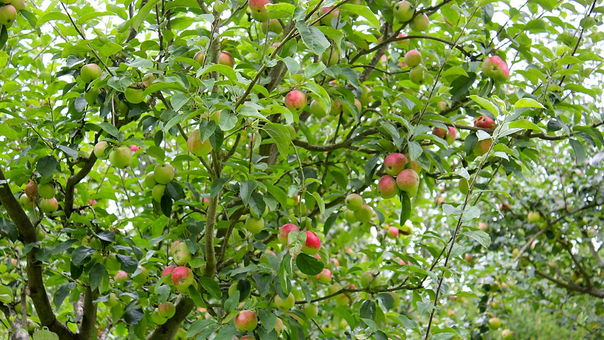 BBC Radio 4 - Gardeners' Question Time, Winterbrook