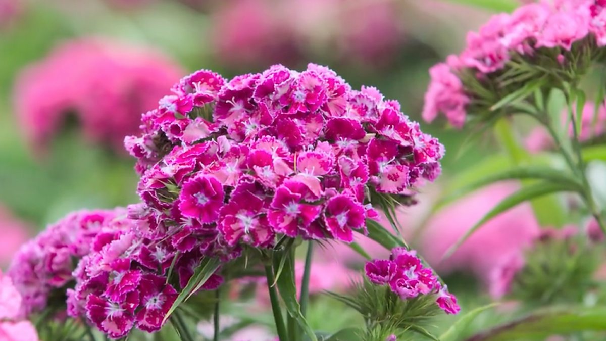 BBC One - Countryfile, Flower Farming