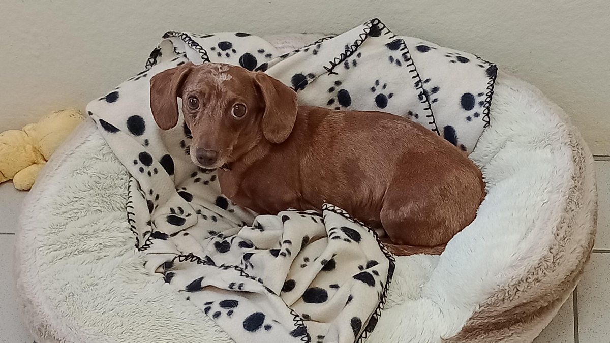 BBC Hereford & Worcester Malcolm Boyden, Stolen dog reunited with its owner two years after