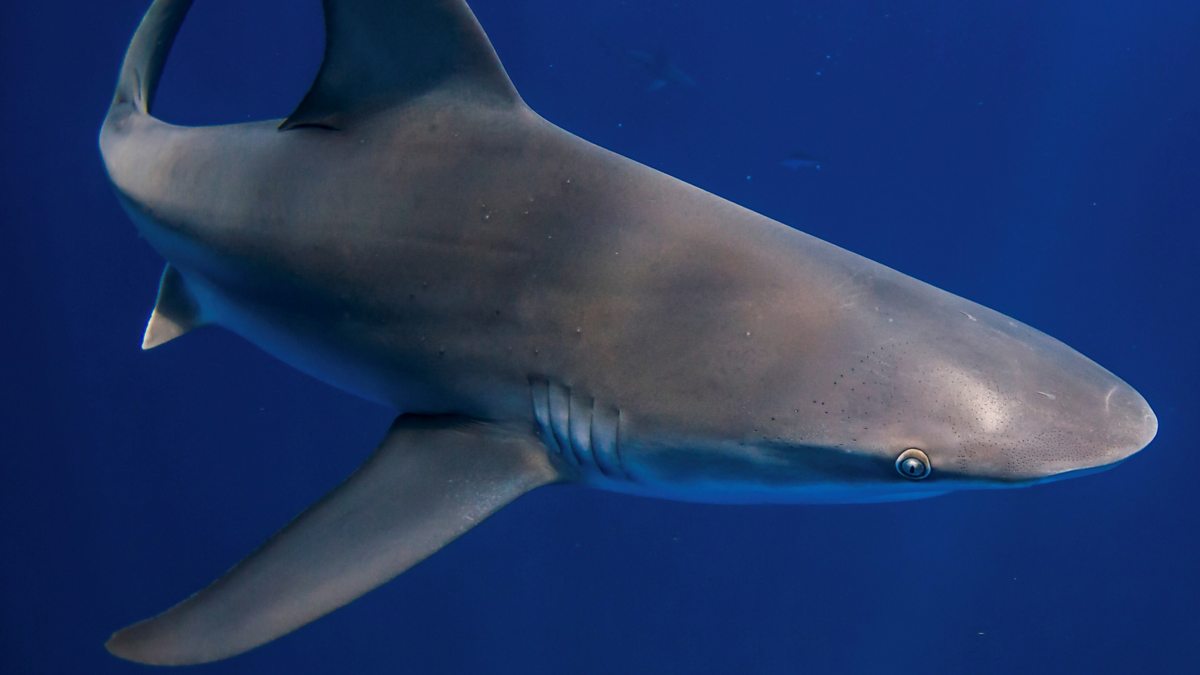 BBC What do warmer oceans mean for the