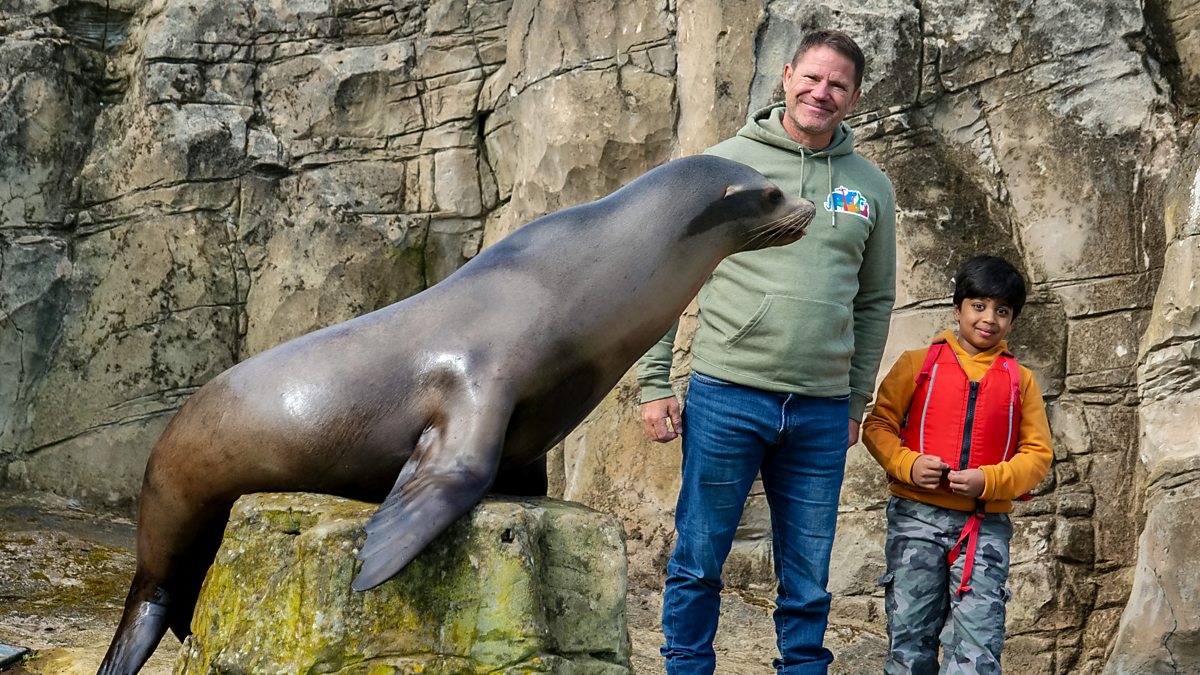 Steve and Aneeshwar Go Wild - Series 1: 5. Sea Lion and Capybara ...