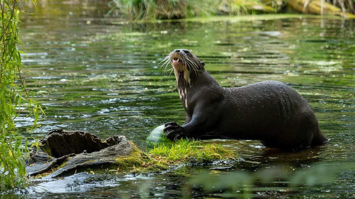 Go Wild - Series 1 - Steve and Aneeshwar: 6. Baboon and Giant Otter ...