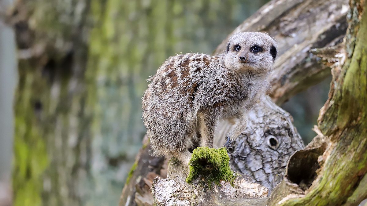 Steve and Aneeshwar Go Wild - Series 1: 9. Meerkat and Giant Millipede ...