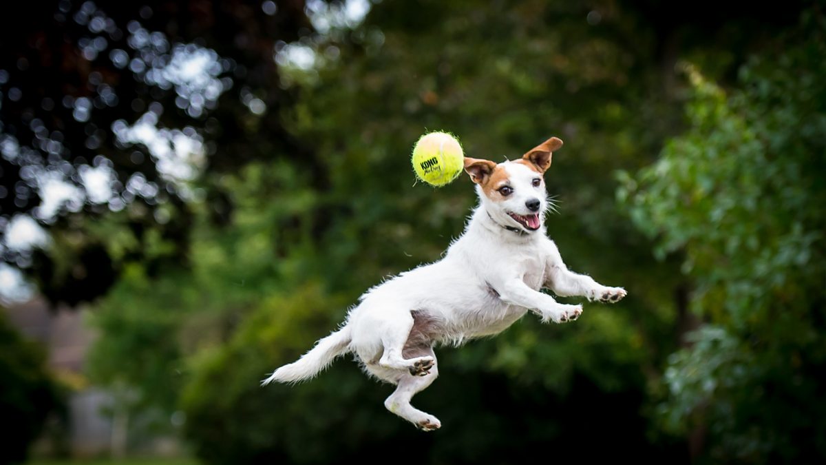 BBC World Service - CrowdScience, Are dogs good for us?