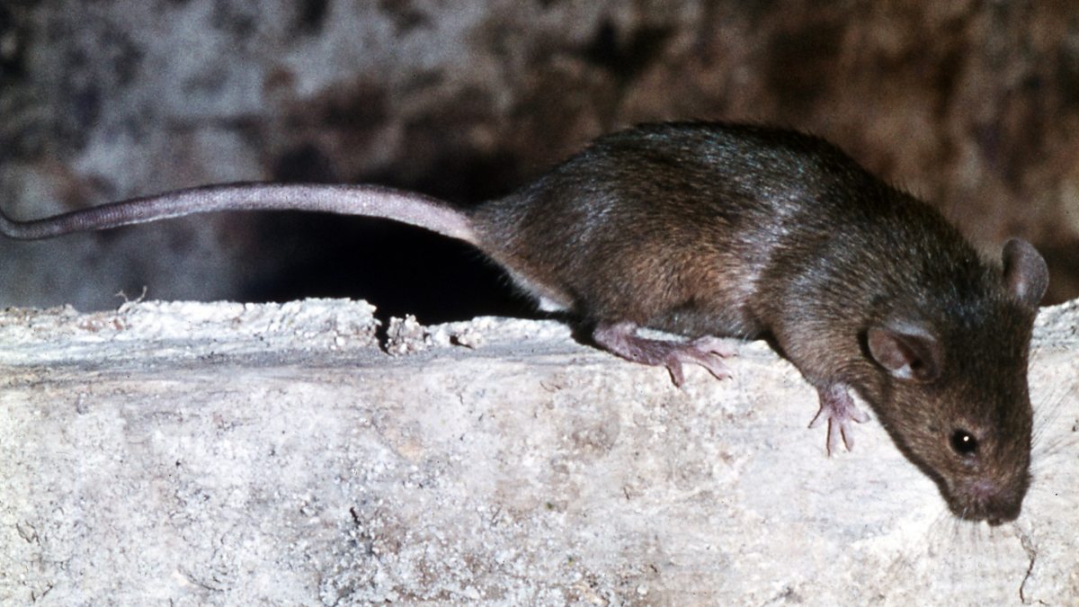 BBC Radio Leeds - Rima Ahmed, 10/08/2023, Rats on the rise