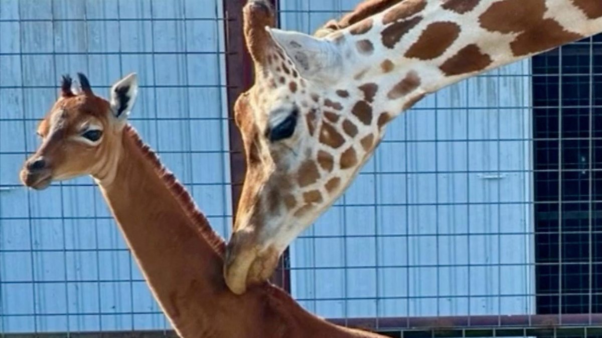 BBC World Service - Newshour, Rare Spotless Baby Giraffe Born In US Zoo