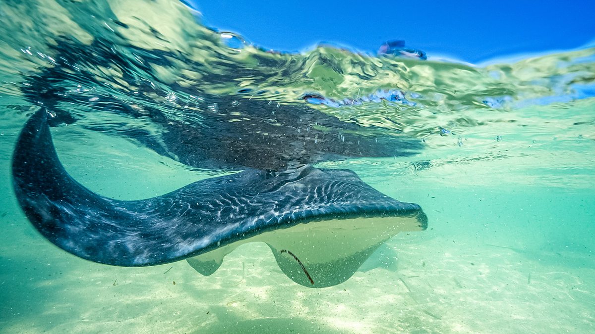 Bbc Iplayer Deadly Mission Shark Series 1 5 Southern Stingrays 