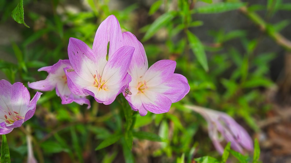 BBC Radio Ulster Gardeners' Corner, What can sheep’s wool do for your