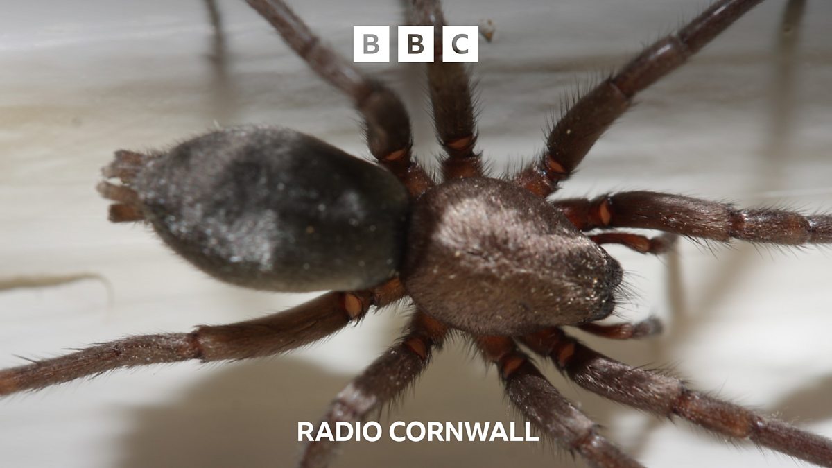 BBC Radio Cornwall BBC Radio Cornwall, Are our spiders getting bigger?