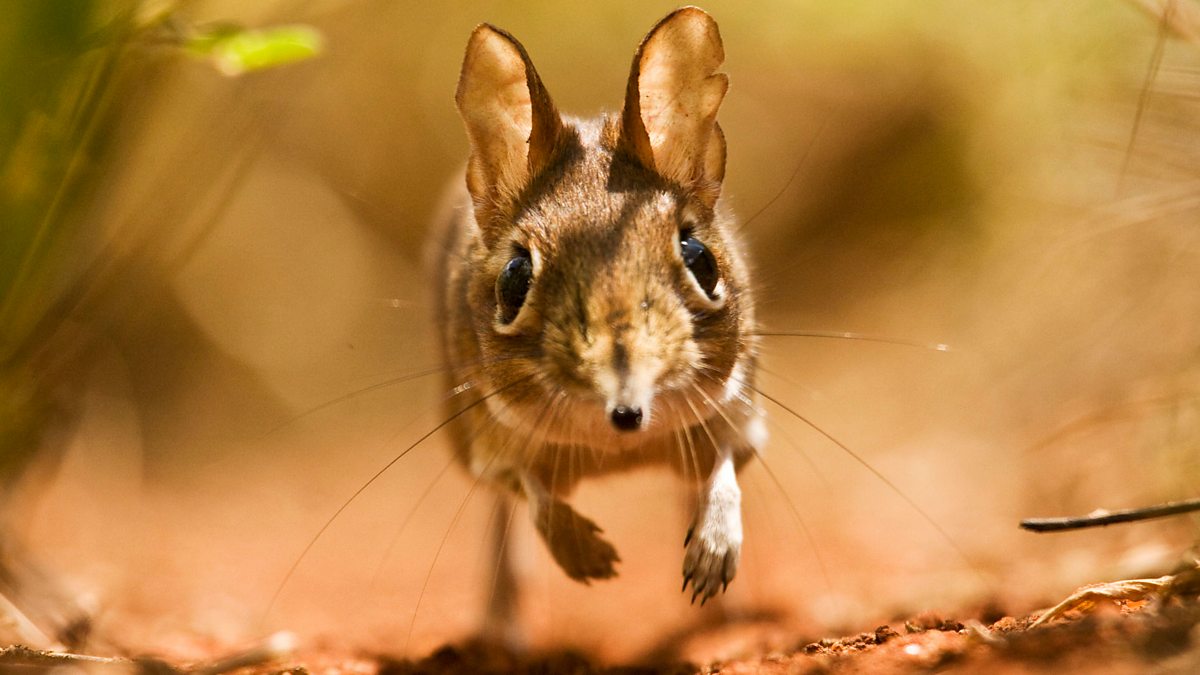 BBC iPlayer - Life - 3. Mammals