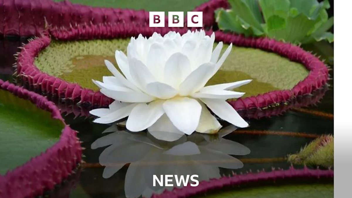BBC Why are so many flowering plants threatened with extinction?