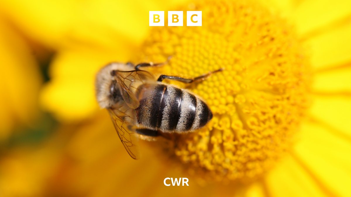 BBC CWR BBC CWR, Why do bees die when they sting you?