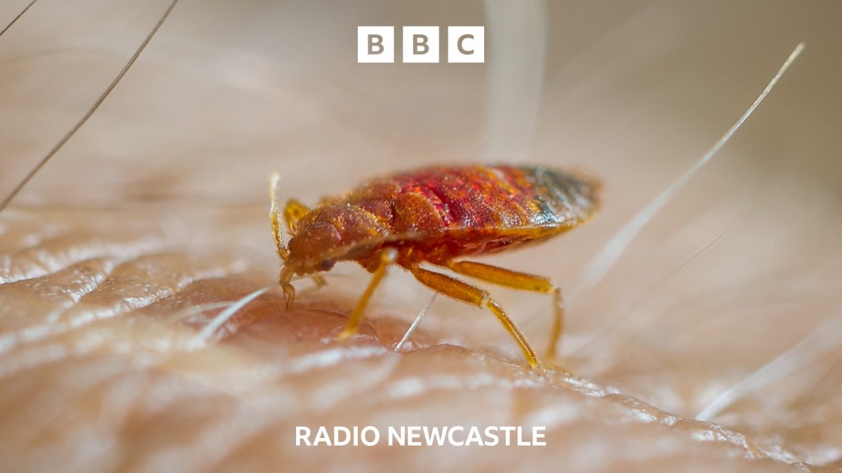 BBC Radio Newcastle BBC Radio Newcastle, Are bed bugs an issue in the