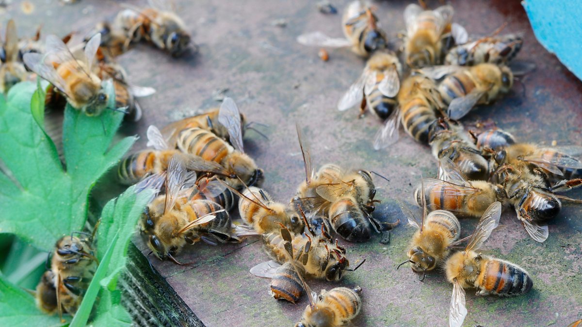 BBC Radio Learning English From The News Nature Destroying Nature